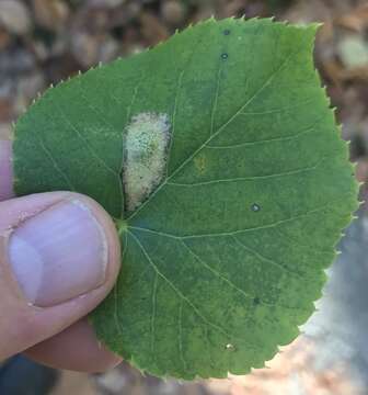 Phyllonorycter lucetiella (Clemens 1859)的圖片