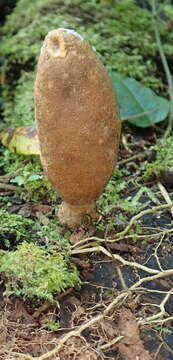 Imagem de Xylaria telfairii (Berk.) Sacc.