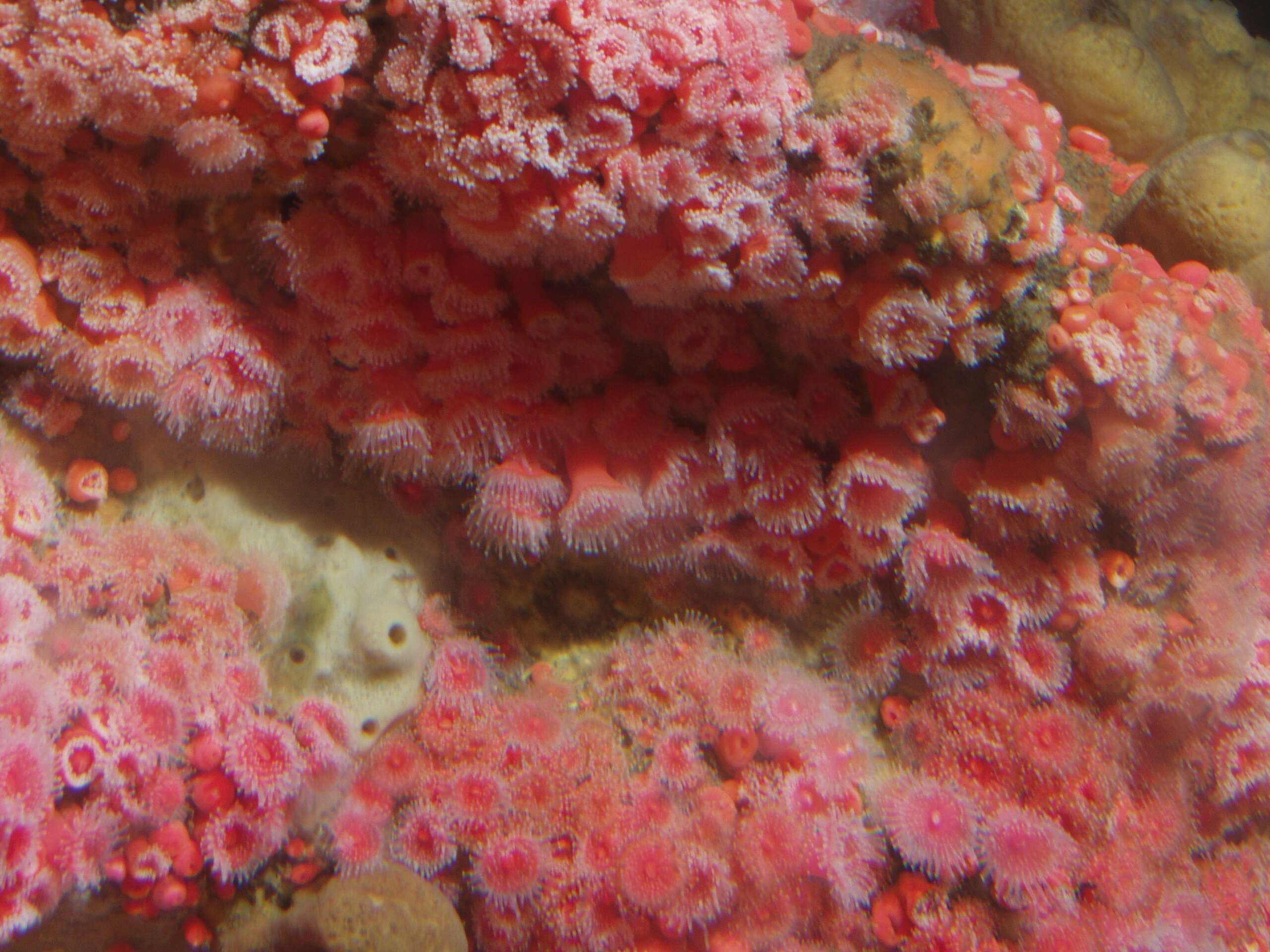 Image of Strawberry anemones