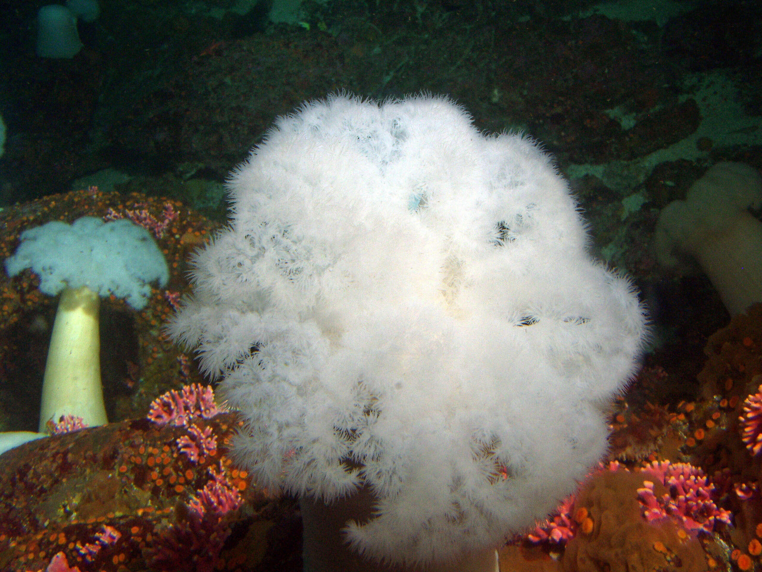 Image of giant plumed anemone