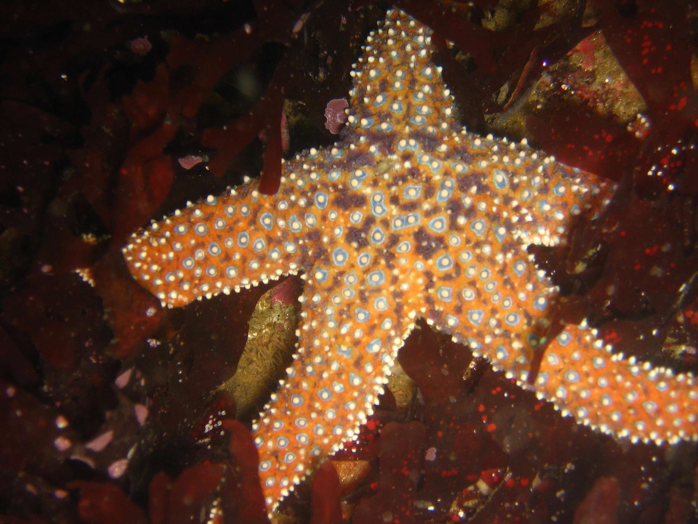 Image de Giant sea star