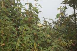 Image of Viburnum jucundum Morton