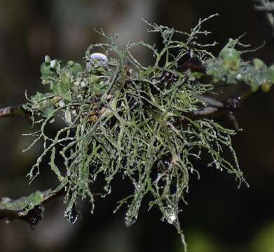 Image of Peruvian cartilage lichen