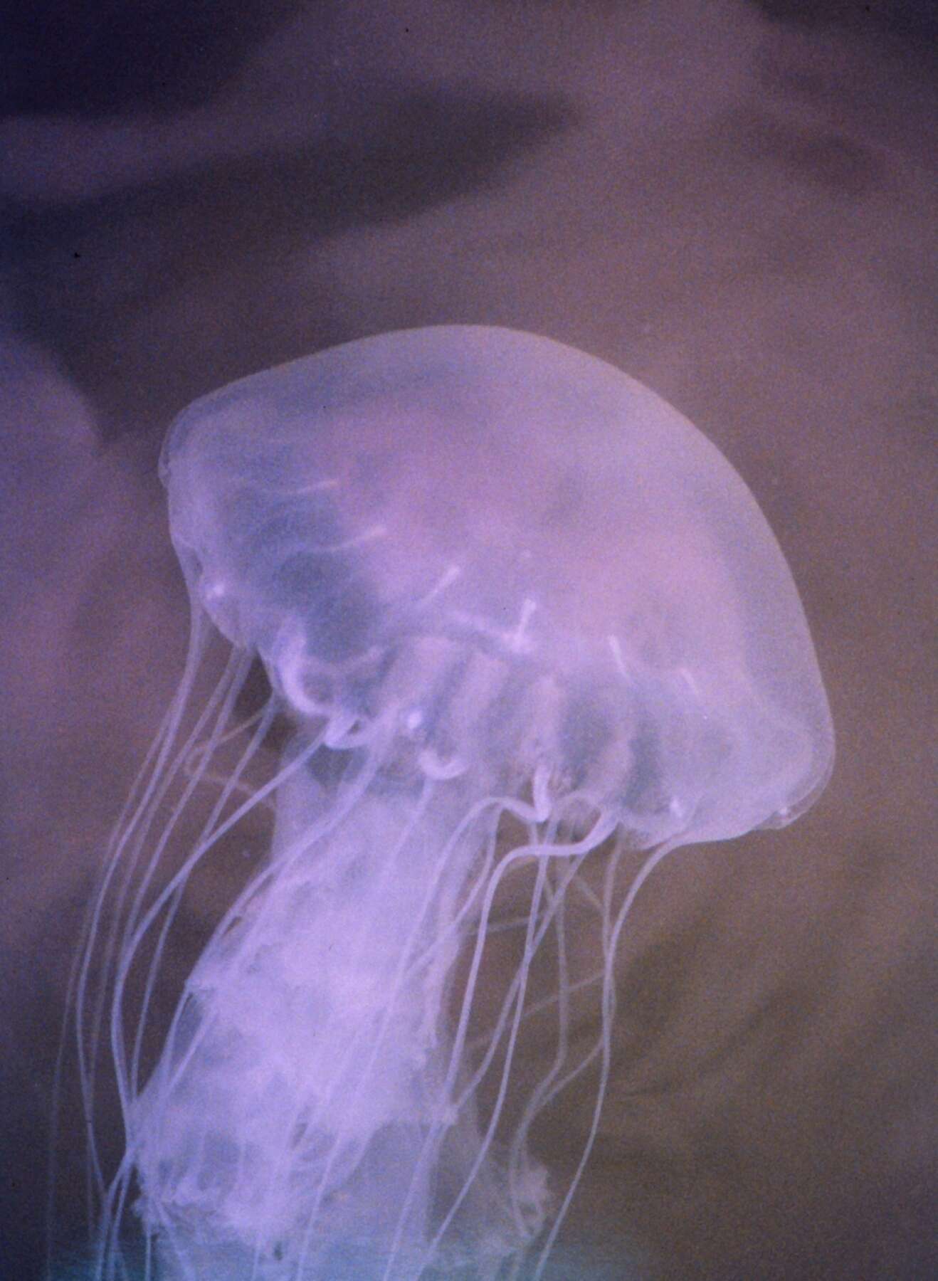 Image of Atlantic sea nettle