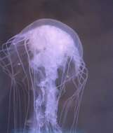 Image of Atlantic sea nettle