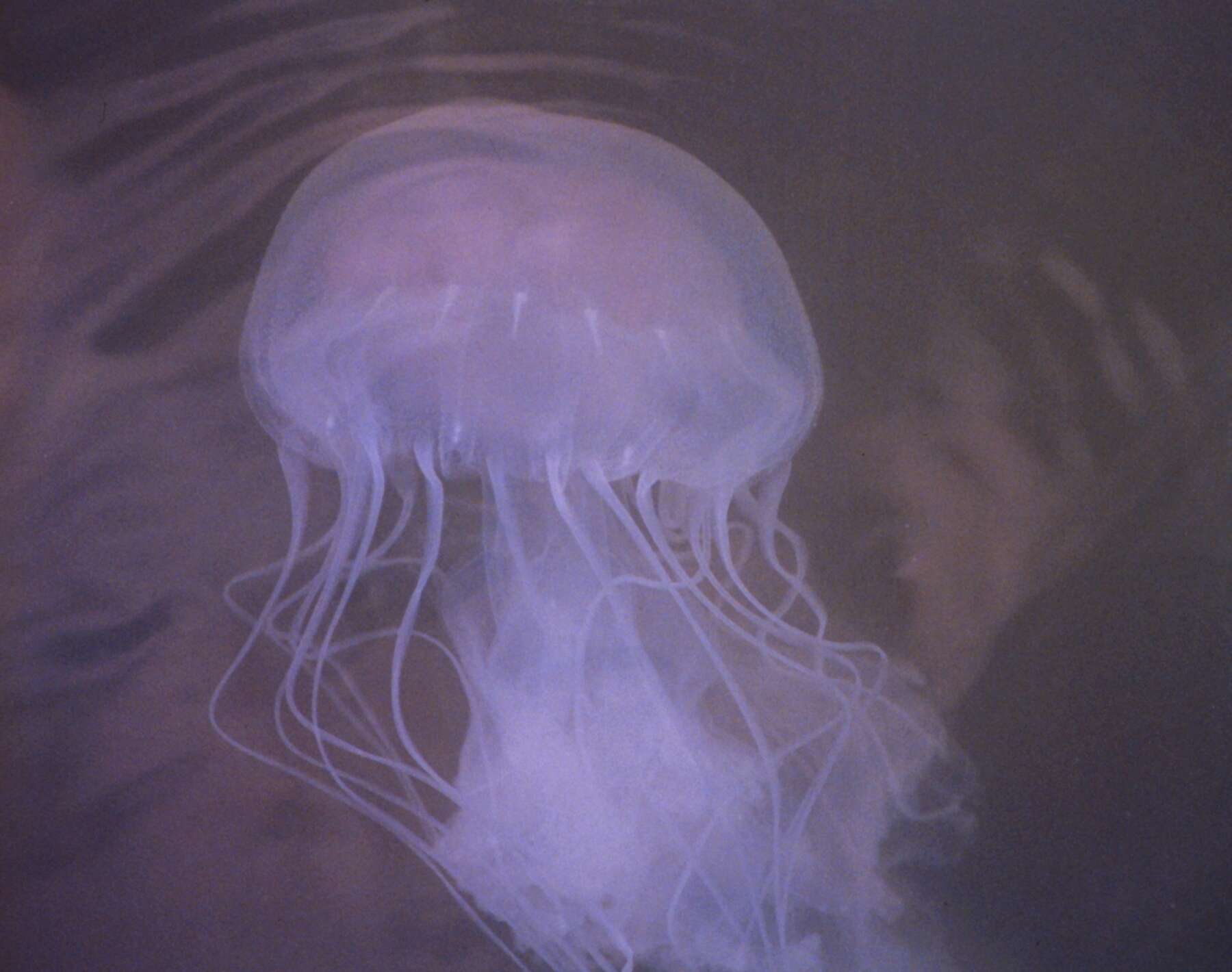 Image of Atlantic sea nettle