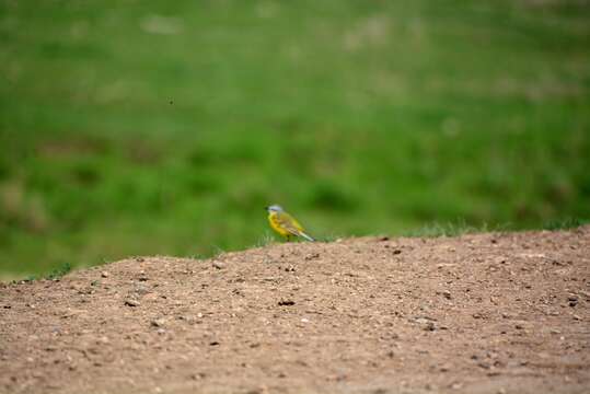 Image of Blueheaded Wagtail