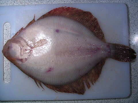 Image of windowpane flounder