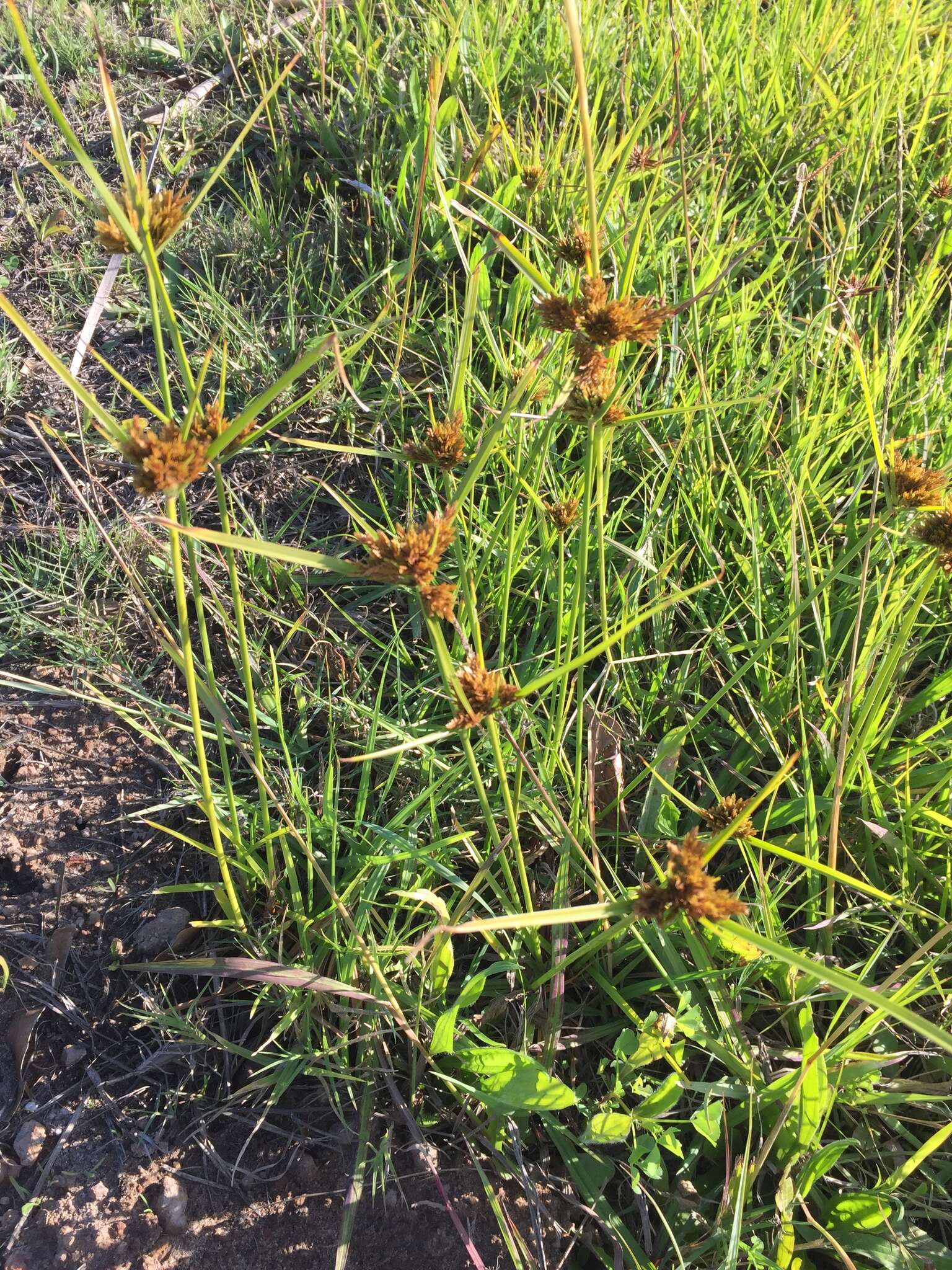 Image of manyspike flatsedge