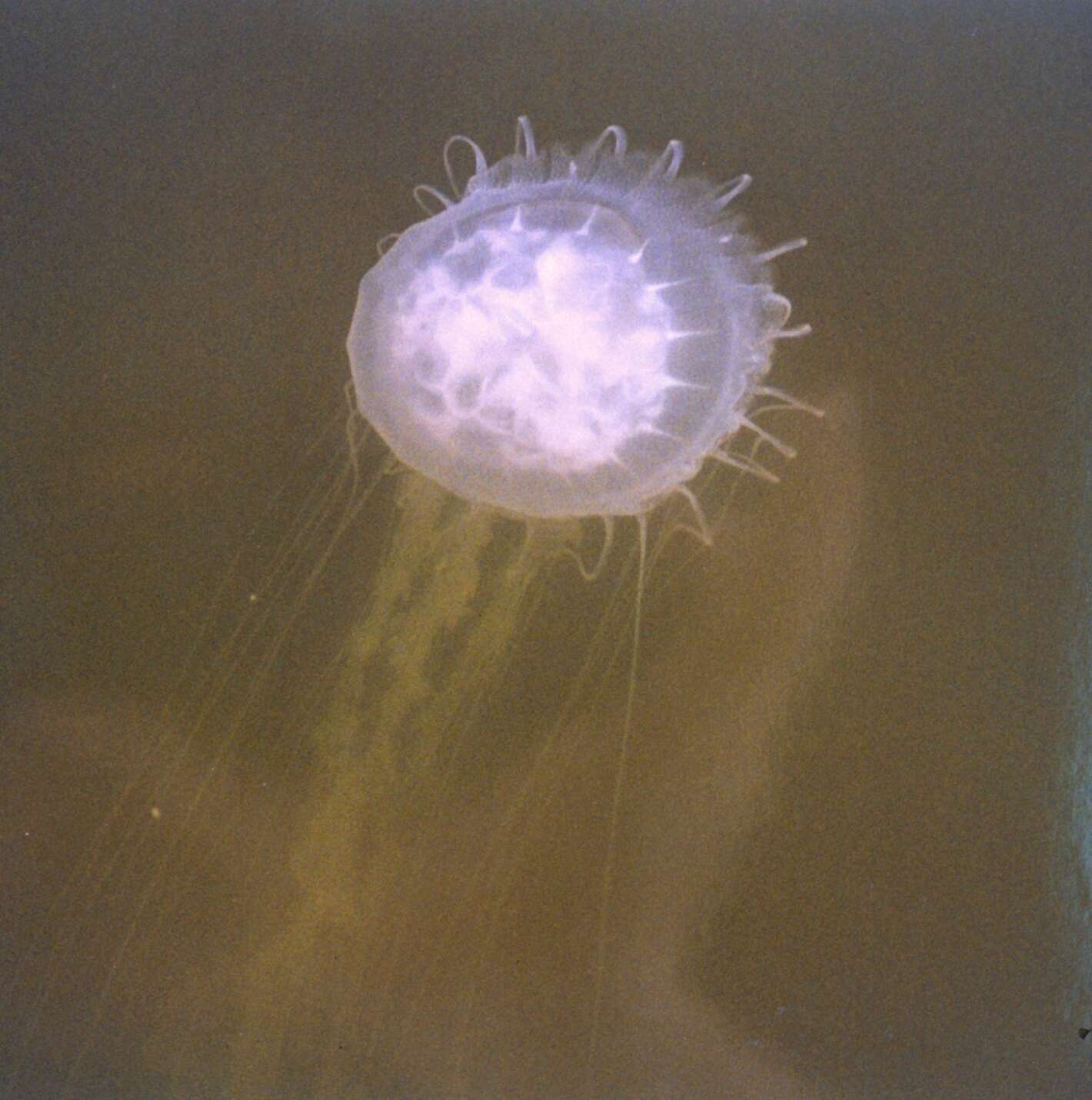 Image of Atlantic sea nettle