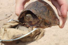 Image of Keeled Musk Turtle
