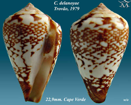 Image of Conus delanoyae Trovão 1979