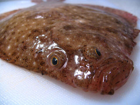 Image of windowpane flounder