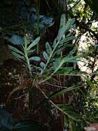 Imagem de Dichaea glauca (Sw.) Lindl.