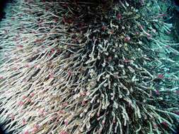 Image of tube worms