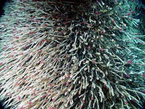 Image of tube worms