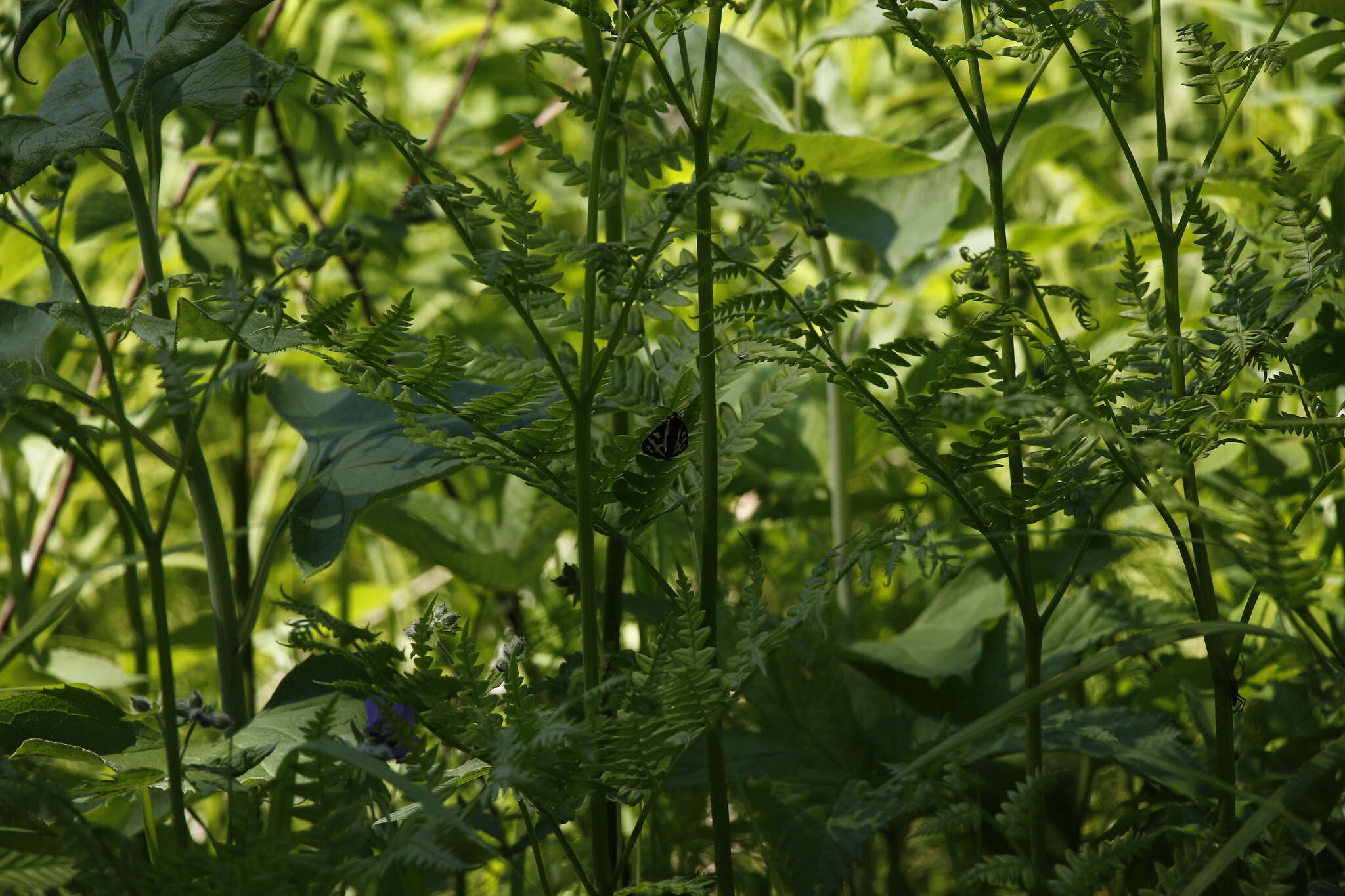 Image of Pteridium latiusculum subsp. japonicum (Nakai) Fraser-Jenkins