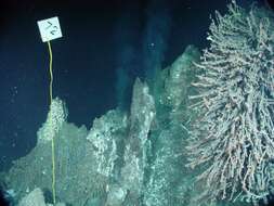 Image of tube worms