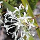 Image of Pimelea longiflora R. Br.