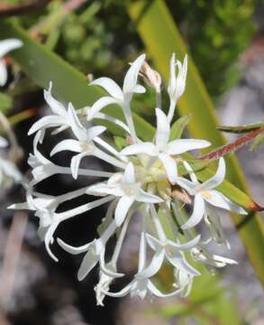 Image of Pimelea longiflora R. Br.