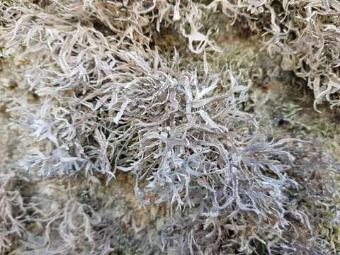 Image of roccella lichen