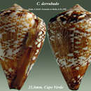 Image of Conus derrubado