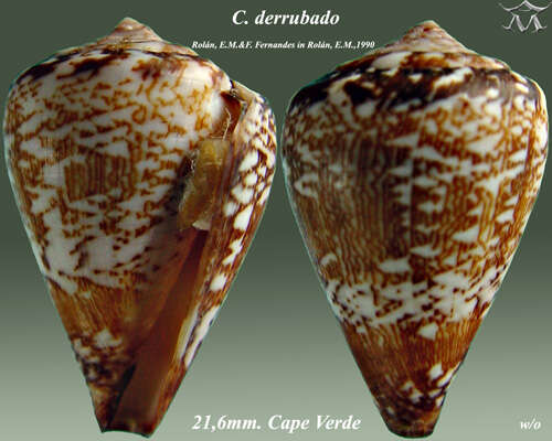 Image of Conus derrubado