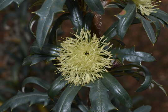 Image of Banksia squarrosa (R. Br.) A. R. Mast & K. R. Thiele