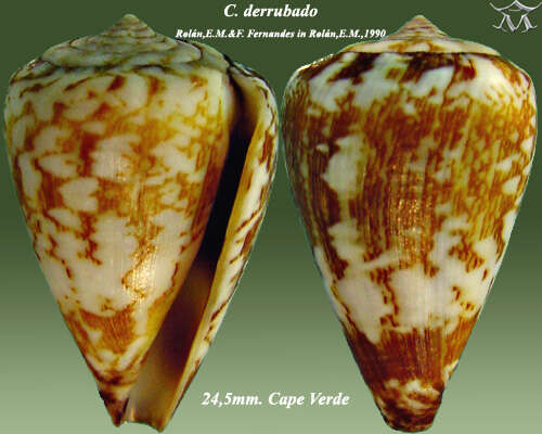 Image of Conus derrubado