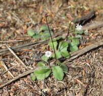 صورة Lagenophora lanata A. Cunn.