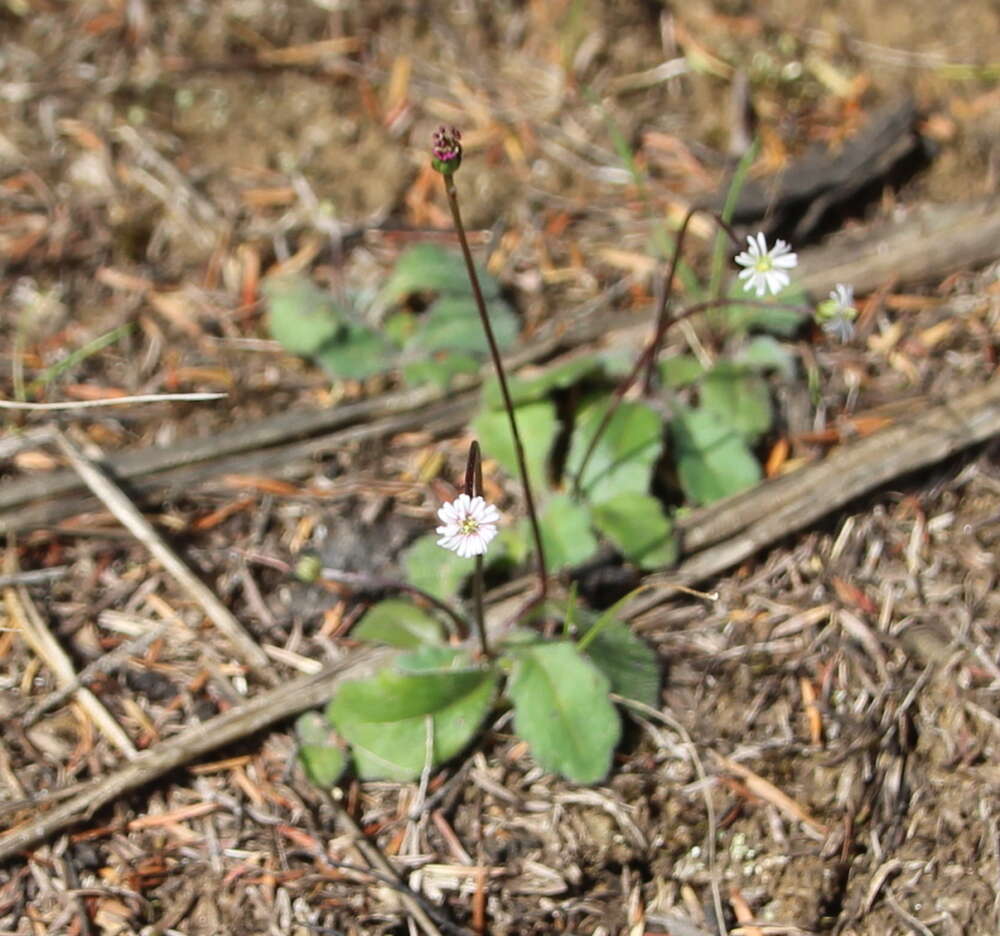 صورة Lagenophora lanata A. Cunn.