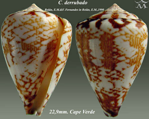 Image of Conus derrubado