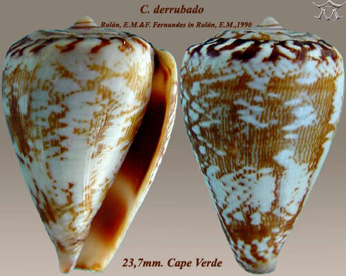 Image of Conus derrubado