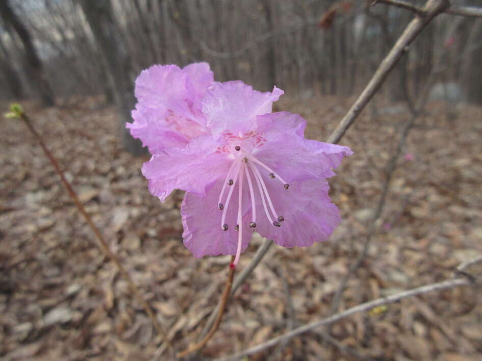 Image of rhododendron