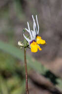 صورة Nemesia cheiranthus E. Mey. ex Benth.