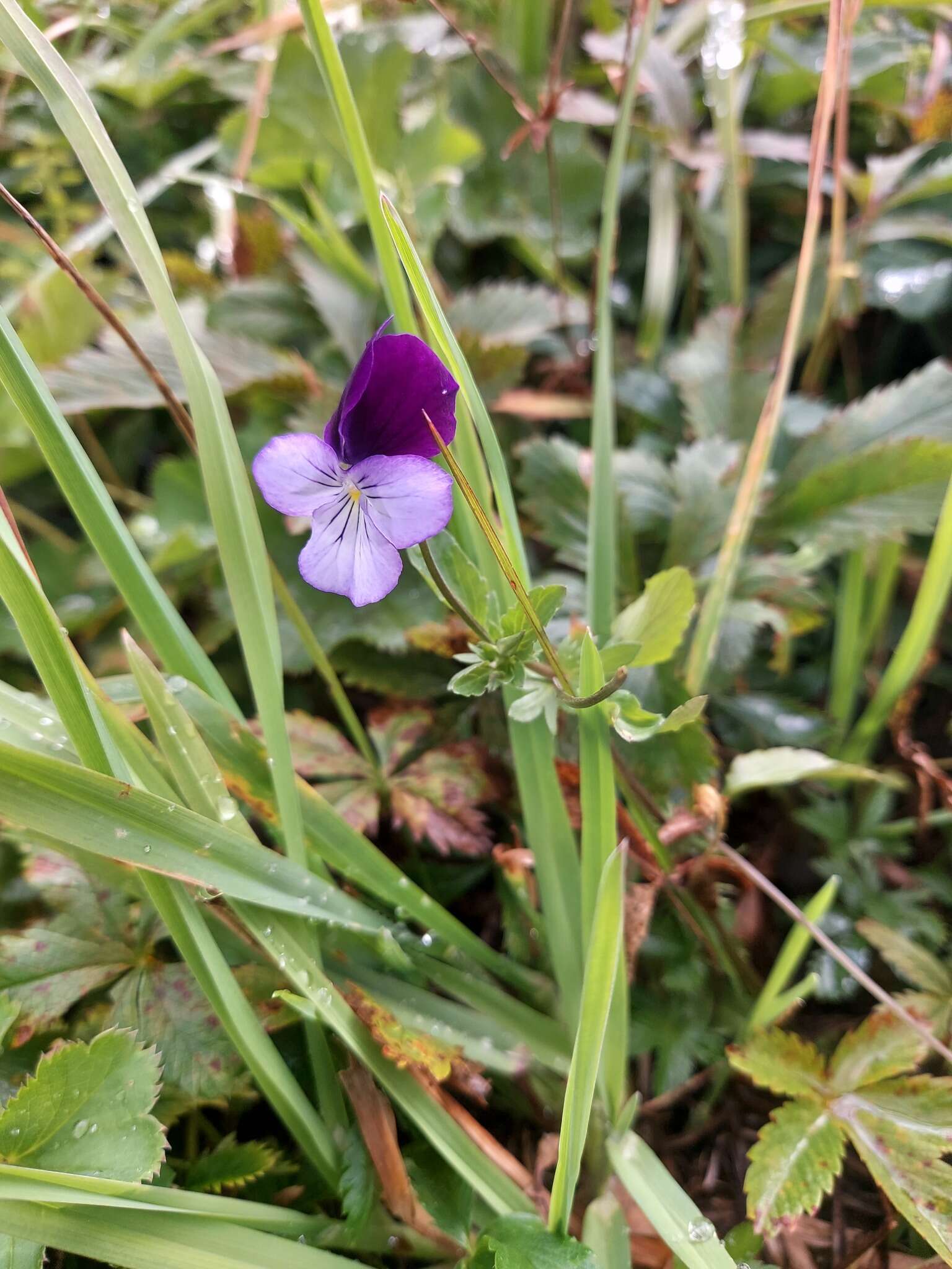 Image of Viola disjuncta W. Becker