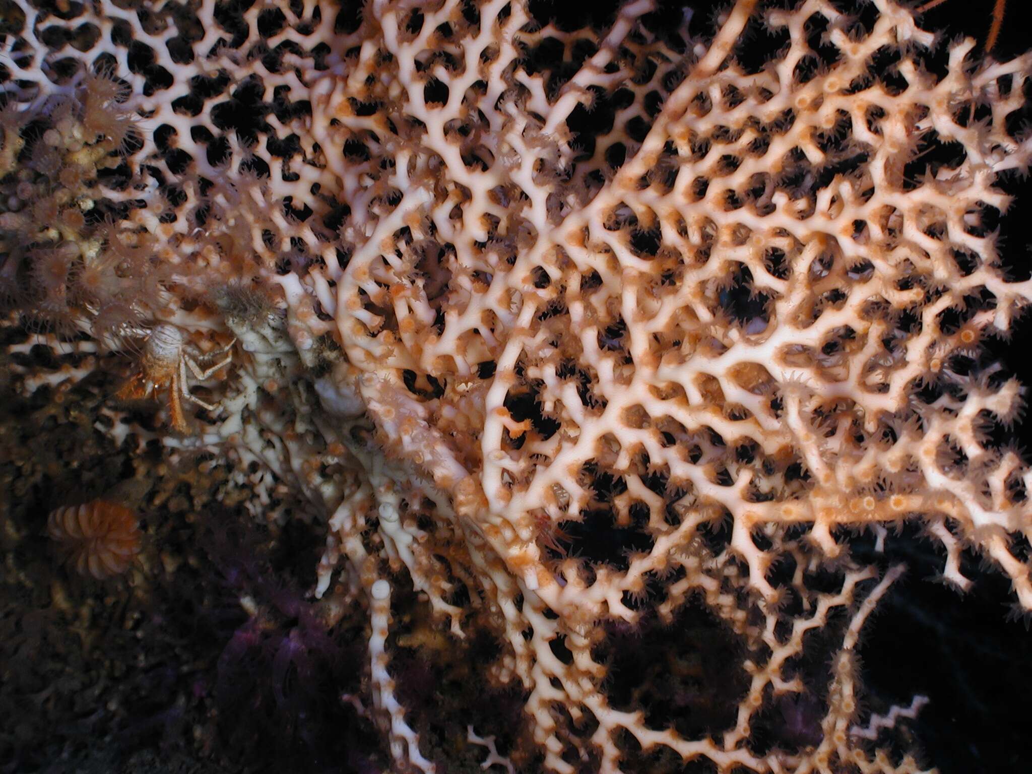 Image of lettuce coral