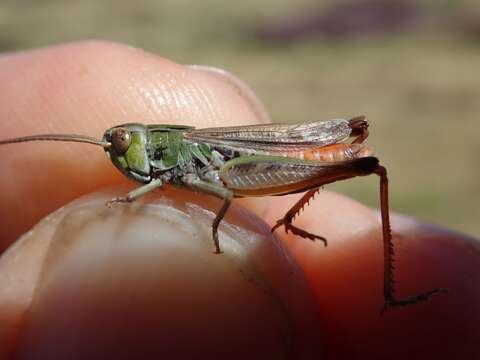 Image of Stenobothrus stigmaticus stigmaticus (Rambur 1838)