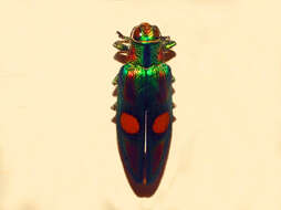 Imagem de Chrysochroa ocellata (Fabricius 1775)