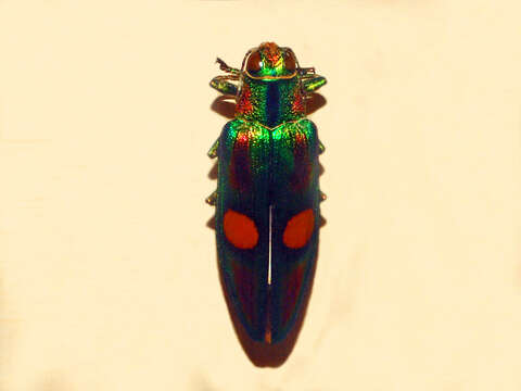 Imagem de Chrysochroa ocellata (Fabricius 1775)