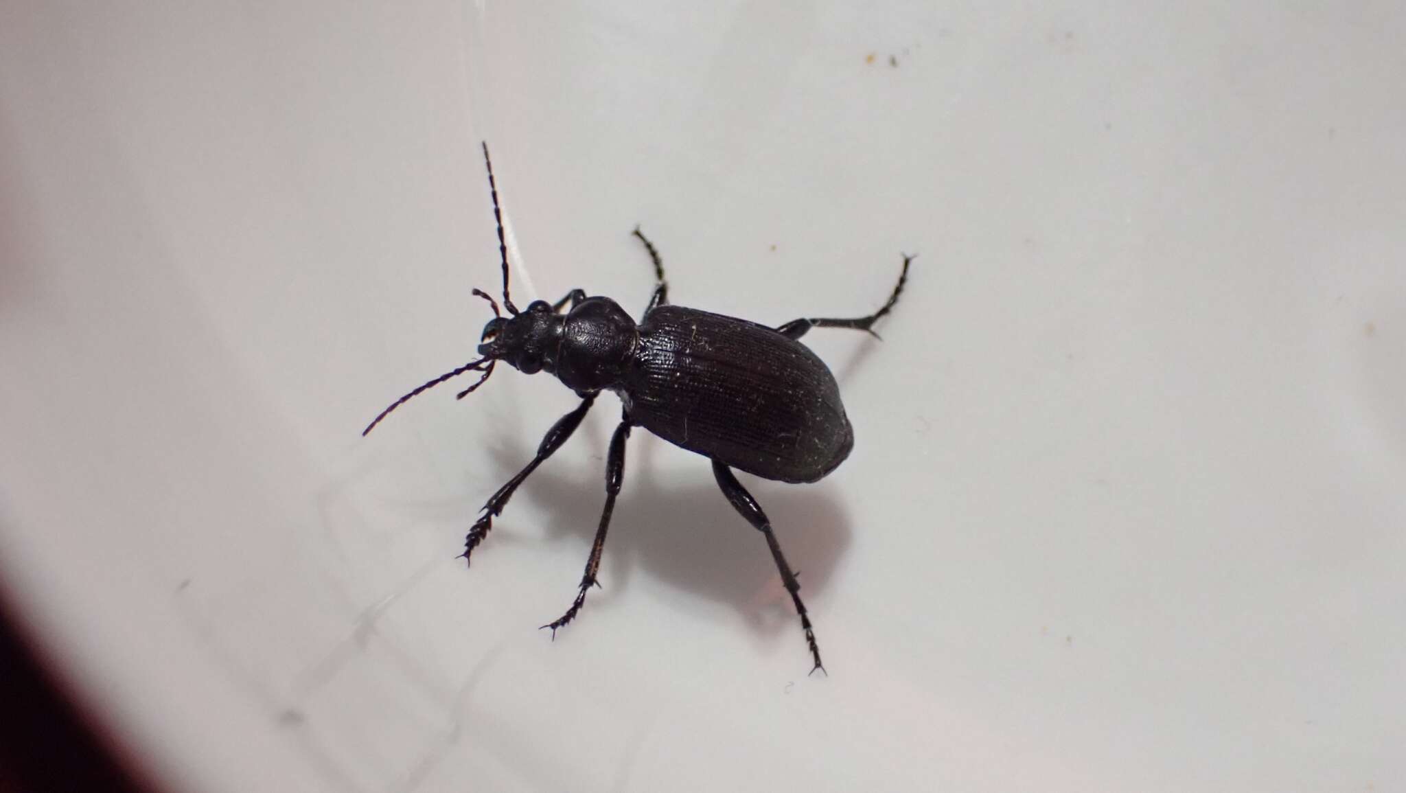 Calosoma (Campalita) chlorostictum cognatum Chaudoir 1850 resmi