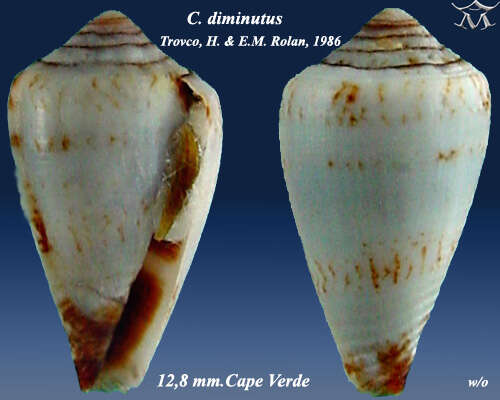 Image of Conus diminutus Trovão & Rolán 1986