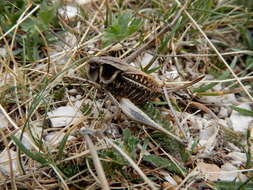 Image of Decticus aprutianus Capra 1936