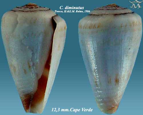 Image of Conus diminutus Trovão & Rolán 1986