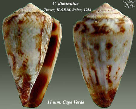 Image of Conus diminutus Trovão & Rolán 1986