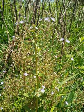 Слика од Veronica anagalloides Guss.