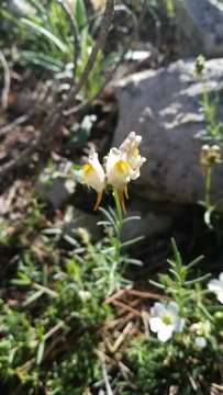 Plancia ëd Linaria depauperata Leresche ex Lange