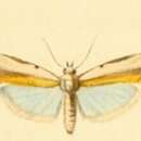 Image of Sciota divisella Duponchel 1842