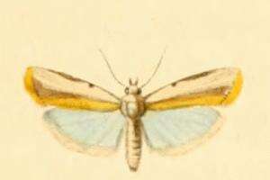 Image of Sciota divisella Duponchel 1842