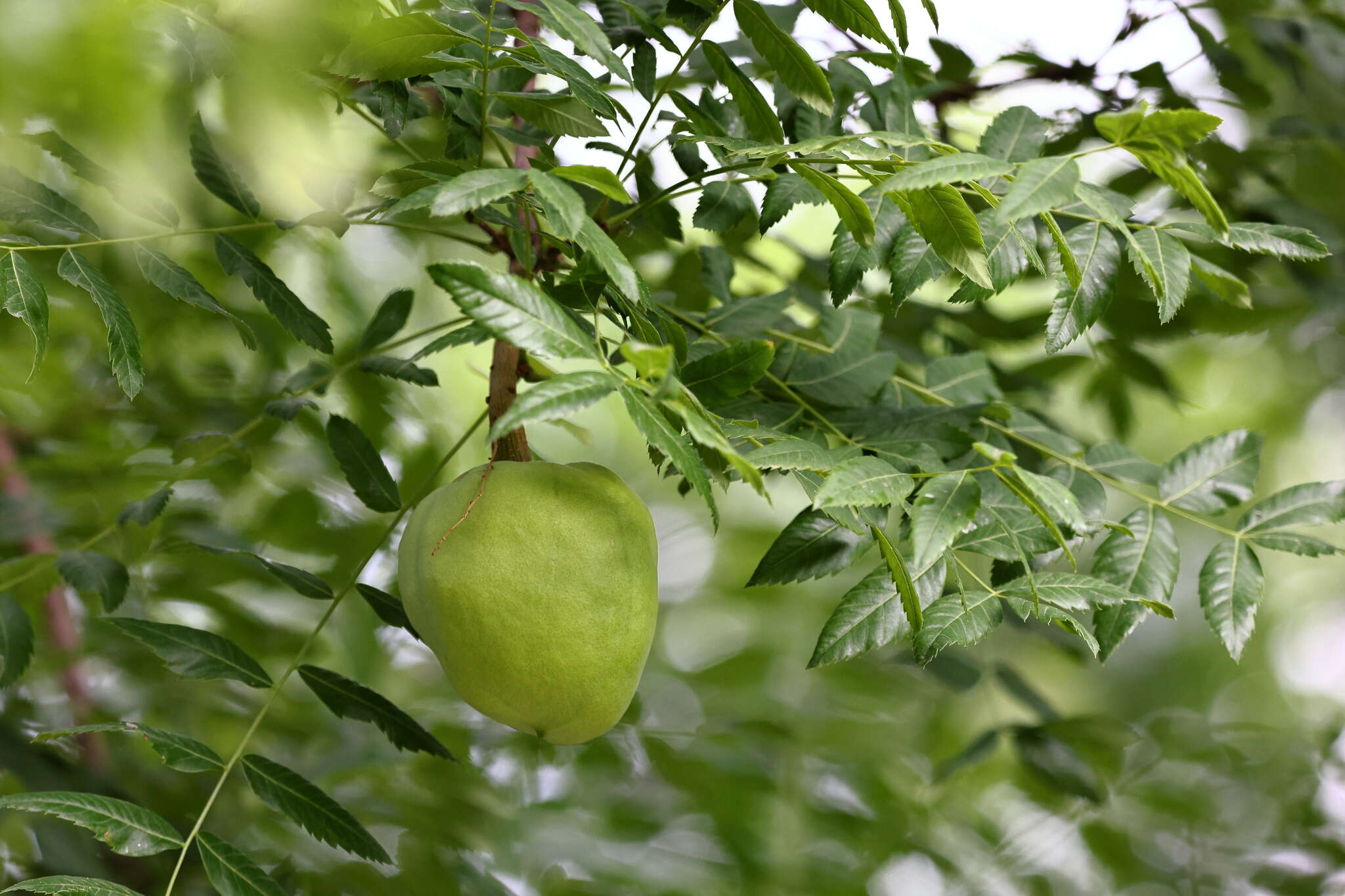 Image of Xanthoceras sorbifolia Bunge